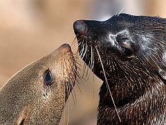 Cape Fur Seals, Cape Cross, Namibia, Africa